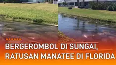 Aksi ratusan Manatee atau lembu laut bergerombol di permukaan sungai menarik perhatian