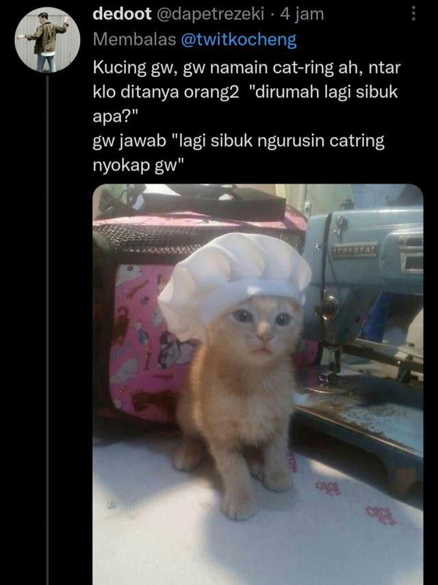 6 Nama Panggilan Kucing Ini Tak Biasa, Kocak Banget