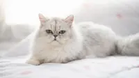 Bantu Kucing Tua Hidup Lebih Baik, Rutin Merawat Bulu dan Periksa ke Dokter Hewan