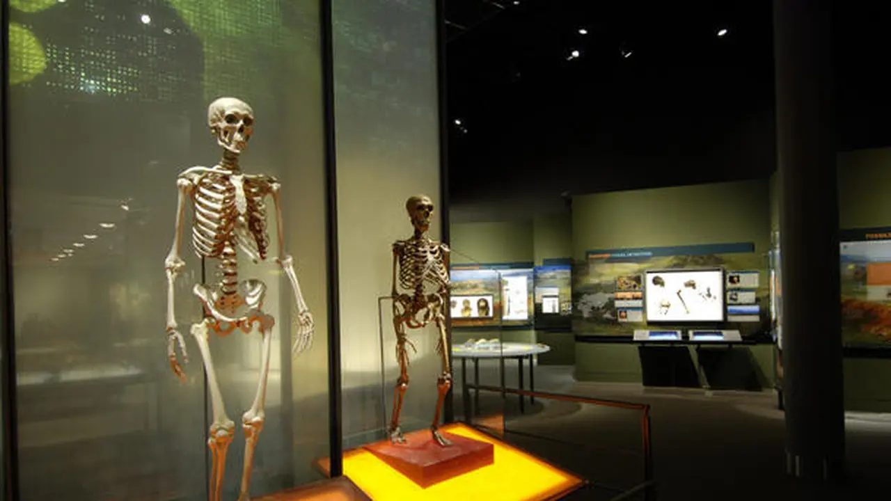 Museum Ikonis di Amerika Buang 12 Ribu Koleksi Kerangka Manusia, Apa Sebabnya?