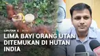Ada lima bayi orangutan tiba-tiba ditemukan di kawasan hutan Balasore, Odisha, India.Temuan ini menimbulkan tanda tanya, mengingat orangutan bukan satwa asli India.