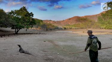 Melihat Interaksi Komodo dengan Manusia di Pulau Rinca