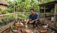9 Cara Membesarkan Ayam Kampung Pedaging di Halaman Rumah, Pilih Bibit Unggul hingga Vaksinasi