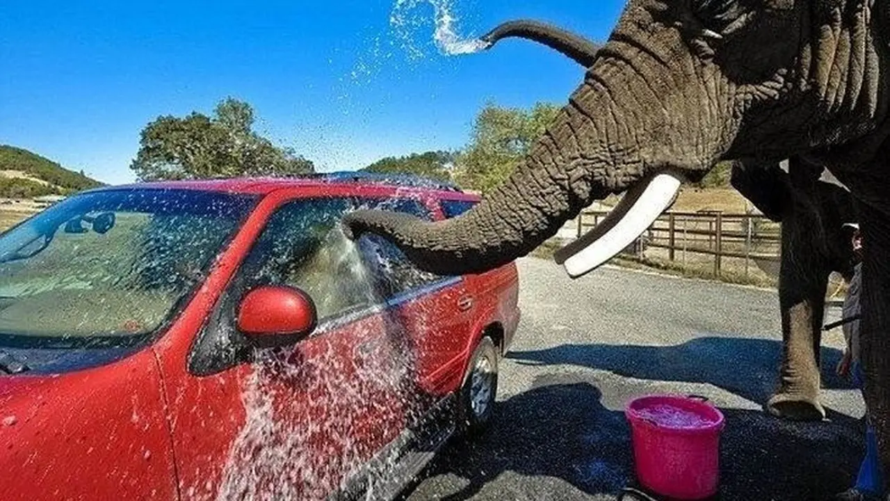 [Bintang] Gajah