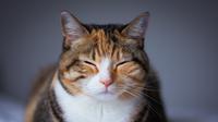 Ilustrasi Kucing Tidur Credit: pexels.com/Jack
