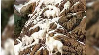 Berapa Jumlah Domba yang Kamu Lihat Dalam Gambar Ini? Dapat Ungkap Kepribadianmu (Sumber: Newsdelivers)