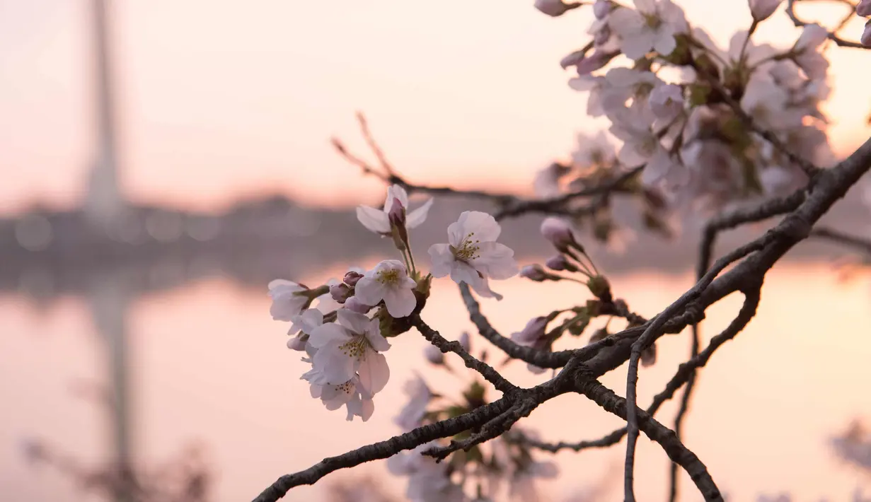 Bunga sakura yang bermekaran terlihat di sekitar Basin Tidal saat matahari terbit di Washington, DC, (4/6). (AFP Photo/Saul Loeb)
