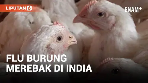 VIDEO: Flu Burung Merebak di India, Hampir Seribu Unggas Dimusnahkan!