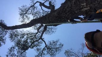 Mengenal Meranti, Pohon Raksasa Penyerap Zat Karbon Terbaik