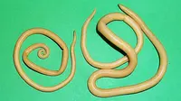 Cacing Ascaris lumbricoides