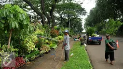 Seorang pedagang menyiram tanaman di lokasi penjualan tanaman hias, Kompleks GBK, Jakarta, Rabu (8/2). Pedagang berharap pemerintah bantu memperkenalkan lokasi dagang baru mereka pada masyarakat. (Liputan6.com/Gempur M. Surya)