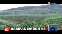 Tanaman lainnya juga ikut terdampak yaitu Buah Carica serta kol
