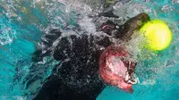 Foto: Ekspresi Wajah Anjing di Dalam Air (Lucy Ray)