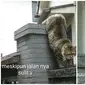 Potret Aksi Lucu Kucing Jantan Bertemu Si Betina, (Sumber: TikTok/@mrlnarnsyh)