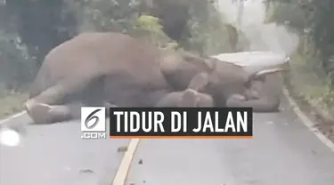 Pengendara mobil tidak bisa melewati jalan di Nakhon Ratchasima, Thailand karena seekor gajah tidur siang di tengah jalan.