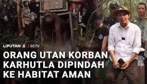 Selamat dari Karhutla, 2 Orang Utan Dilepasliarkan