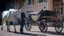 Senior Coachman, Philip Barnard-Brown membawa salah satu kuda yang akan menarik kereta kencana Ascot Landau di Istana Buckingham, London, Selasa (2/5). Kereta kencana itu akan digunakan Pangeran Harry dan Meghan Markle pada pernikahan mereka. (AP Photo)