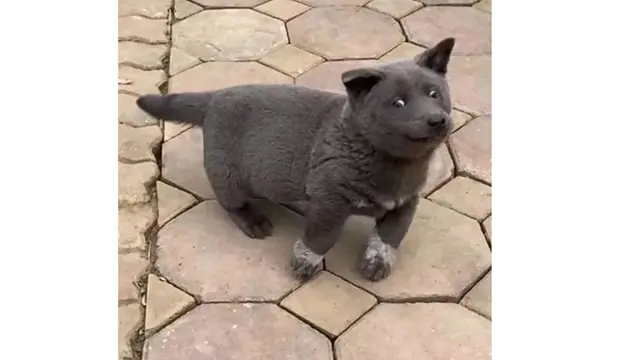 Viral, 7 Ekspresi Konyol Anjing Ini Sukses Bikin Gemas Netizen