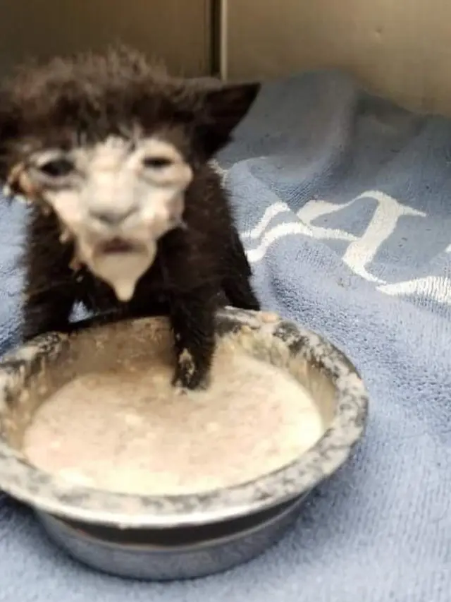 potret kocak kucing saat makan