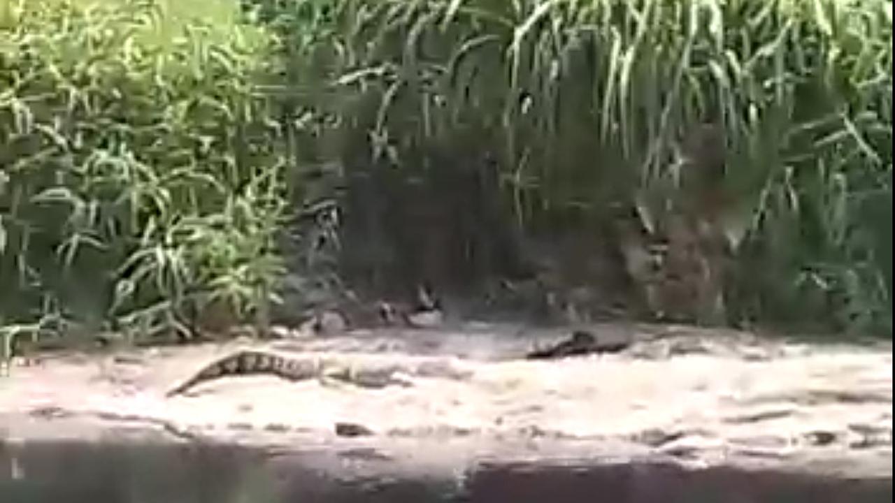 Buaya Putih Sepanjang 3 Meter di Sungai Cileungsi