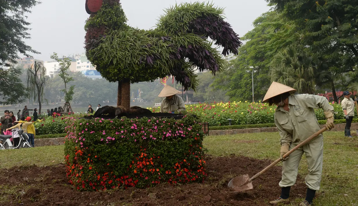 Pekerja menggemburkan tanah di sekitar tanaman hias berbentuk ayam terpajang di salah satu taman di Hanoi, Rabu (25/1). Rencananya tanaman bunga akan ditanam mengelilingi 'pohon ayam' tersebut. (AFP PHOTO / Hoang DINH NAM)