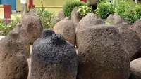 Survei Pohon Durian Berujung Hilangnya Batu Bersejarah Era Medang di Jember