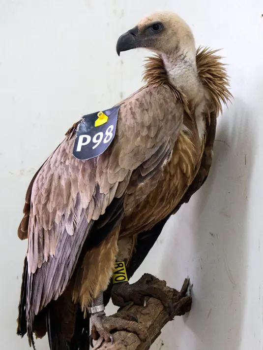 Seekor burung bangkai bertengger di ranting pohon, Tel Aviv, Israel, (29/1). Terdapat perangkat pemancar GPS pada ekor unggas tersebut ketika ditangkap. Lalu, pada kaki ada cincin logam berukir tulisan ‘Tel Aviv Univ Israel’.  (JACK GUEZ / AFP)