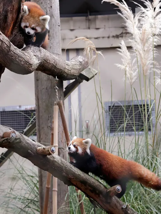 Bayi kembar panda merah memanjat pohon yang ada dalam kandang sementara mereka selama pratinjau media di Woodland Park Zoo, Seattle, Rabu (14/11). Bayi kembar berusia 5 bulan itu akan membuat debut publik pada pada 23 November 2018. (AP/Elaine Thompson)
