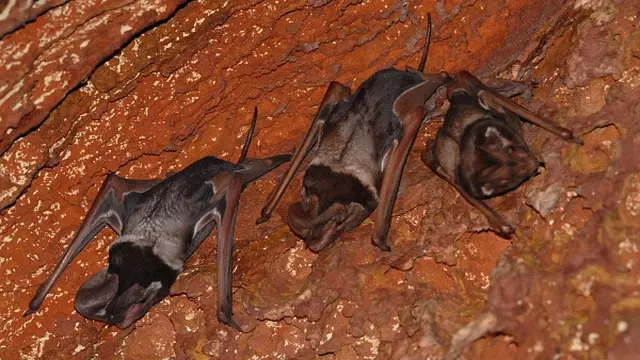 kelelawar