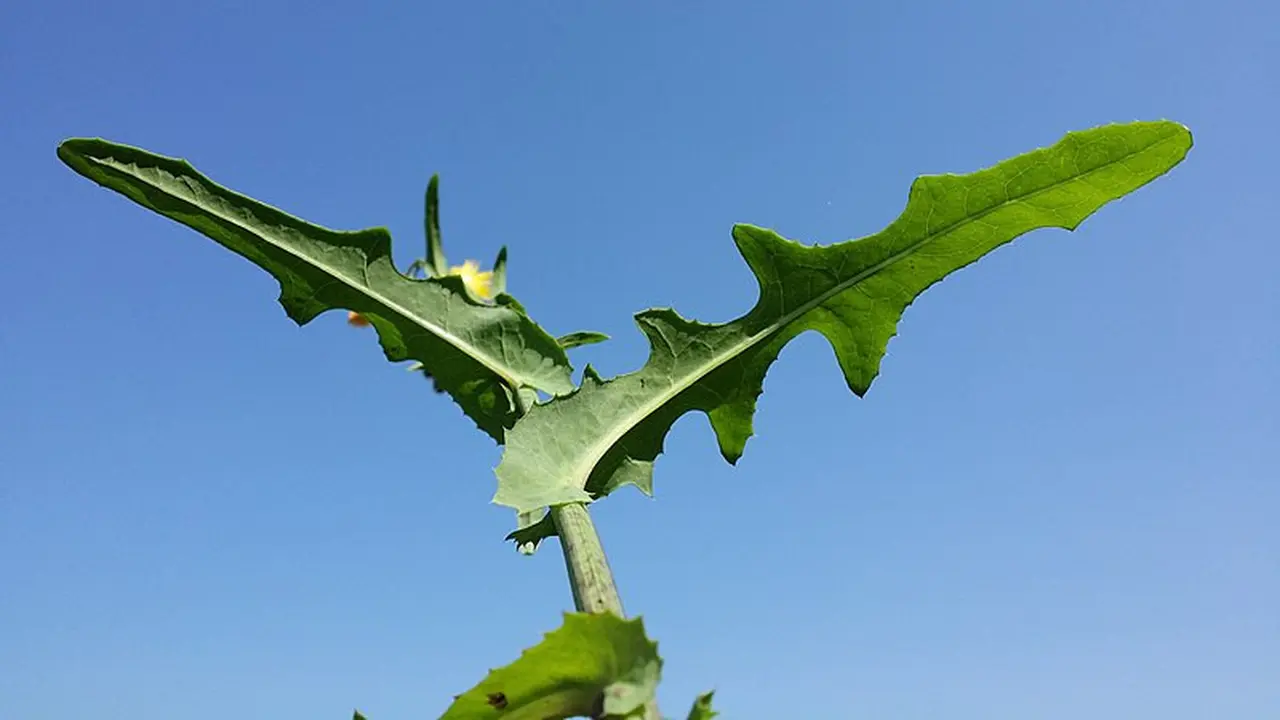 Daun tempuyung