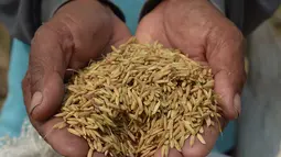 Petani menunjukkan gabah padi jenis Jarong (unggulan) di Kawasan Bekasi-Jakarta, Selasa (2/7/2019). Hasil panen padi kali ini para petani kurang memuaskan akibat cuaca yang tidak menentu dan serangan hama. (merdeka.com/Imam Buhori)