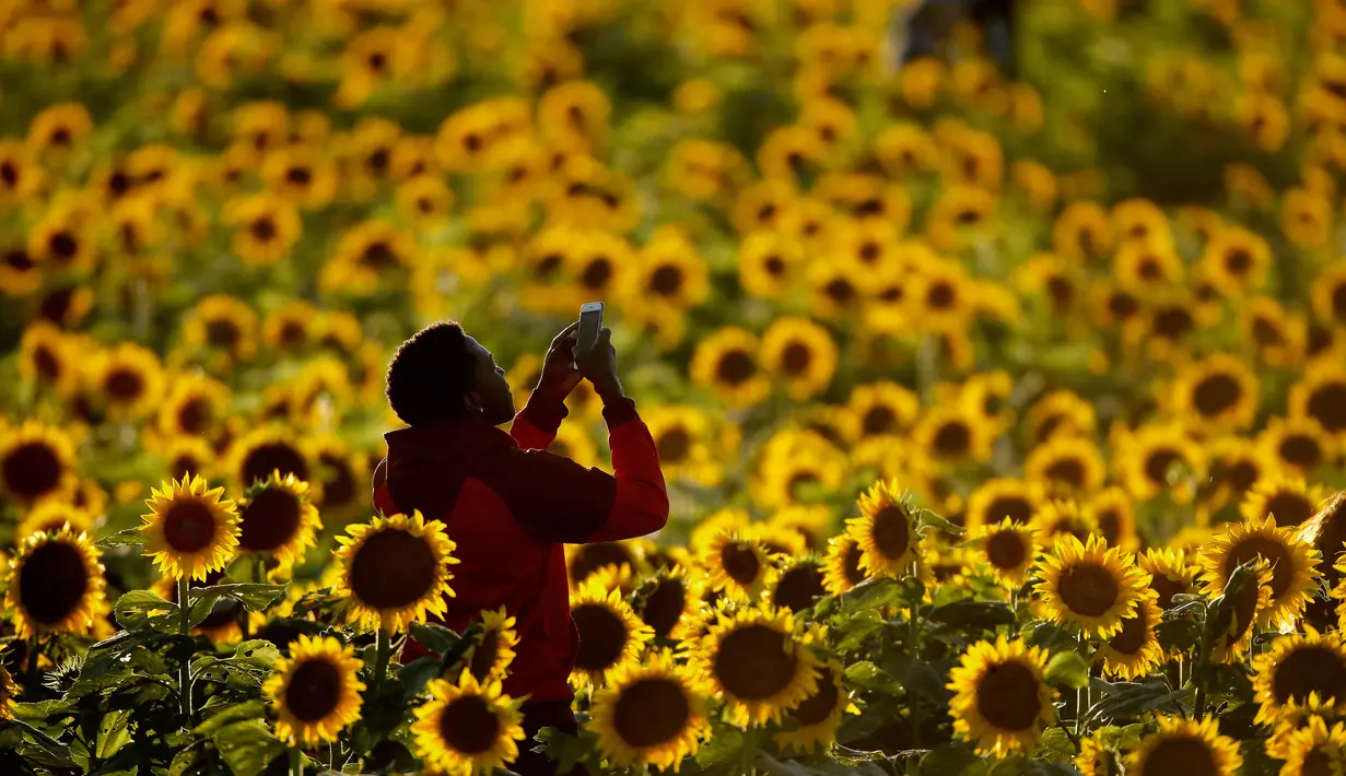 Seorang wanita mengambil foto ladang bunga matahari di Grinter Farms, dekat Lawrence, Kansas, 8 September 2018. Setiap tahunnya, keluarga Grinter menanami ribuan benih bunga matahari di lahan seluas 14 hektar tersebut. (AP Photo/Charlie Riedel)