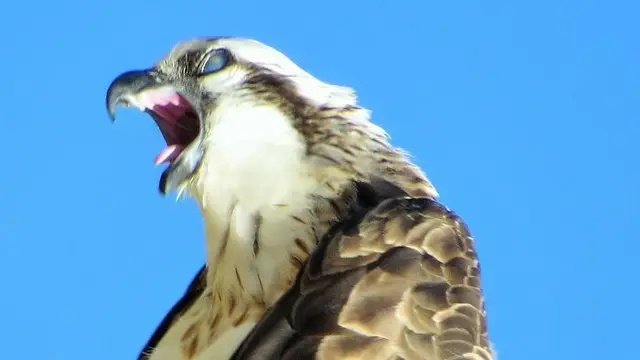Tingkah Kocak Burung
