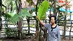 liputan6