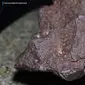 Batu Meteorit Ini Harganya Rp 1.6 Miliar Hanya Jadi Ganjal Pintu (Sumber: Youtube/Central Michigan University)