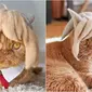Potret kucing pakai topi bergaya rambut anime. (Sumber: Boredpanda / Instagram/rojiman/umatan)
