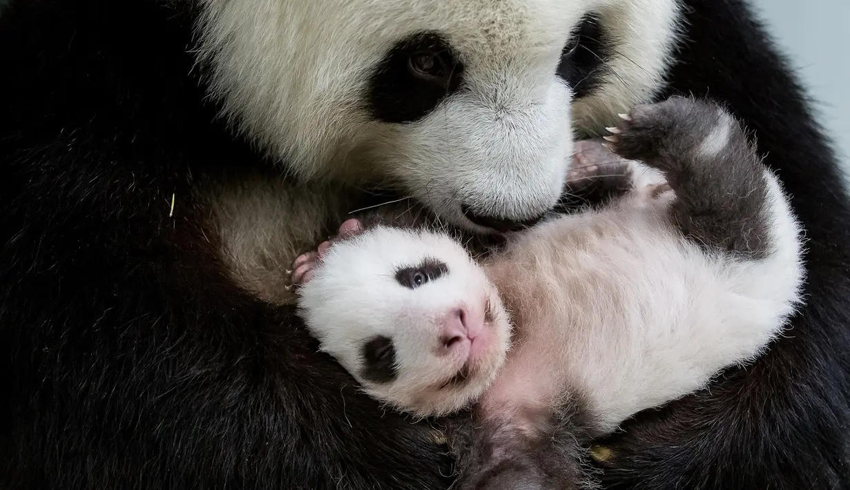 Salah satu anak panda bersama ibunya Meng Meng di kebun binatang Zoologischer Garten di Berlin (1/11/2019). Dengan pinjaman dari Tiongkok, Meng Meng dan panda jantan Jiao Qing tiba di Berlin pada Juni 2017. (Stringer/Zoo Berlin/AFP)