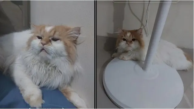 Alami Kelainan Genetik, Kucing Oren Ini Jalani Operasi Plastik di Bagian Mata
