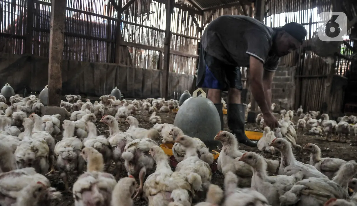Pekerja memberikan pakan pada ayam sebelum dijual di agen ayam potong kawasan Cipinang Melayu, Jakarta Timur, Senin (19/12/2022). Jelang Hari Raya Natal dan Tahun Baru, harga ayam potong mengalami kenaikan secara bertahap sejak dua pekan lalu. (merdeka.com/Iqbal S. Nugroho)