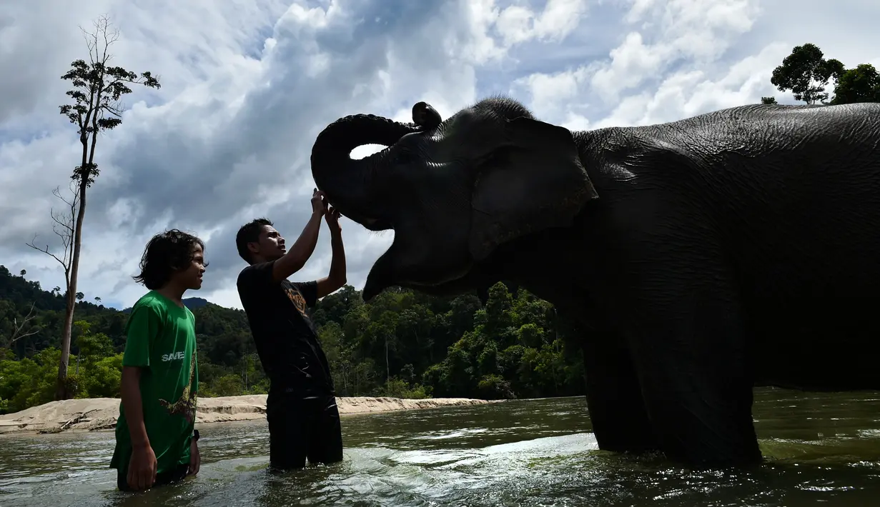 Pawang dan pengunjung menyentuh gajah betina sumatra sebelum memandikannya di sungai di Conservation Respons Unit (CRU) Sampoiniet, Aceh, Minggu (7/6/2020). Memasuki masa new normal, CRU Sampoiniet kembali membuka wisata konservasi meski membatasi jumlah kunjungan wisatawan. (CHAIDEER MAHYUDDIN/AFP)