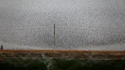 Ribuan burung jalak terlihat menghiasi langit saat melakukan migrasi di atas lahan pertanian dekat kota Beit Shean di Israel, Kamis (21/12). Burung-burung jalak itu bermigrasi dari Israel menuju Eropa setiap musim salju tiba. (AFP PHOTO/MENAHEM KAHANA)