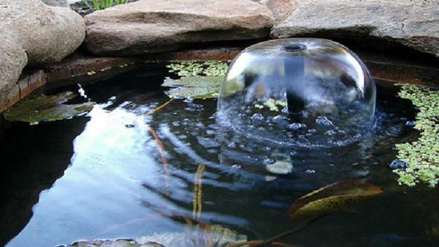 Trik Mudah Bikin Kolam Ikan Dengan Lahan Terbatas Di Rumah