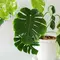 7 Tips Merawat Monstera agar Daunnya Tidak Menguning dan Tumbuh Lebih Sehat