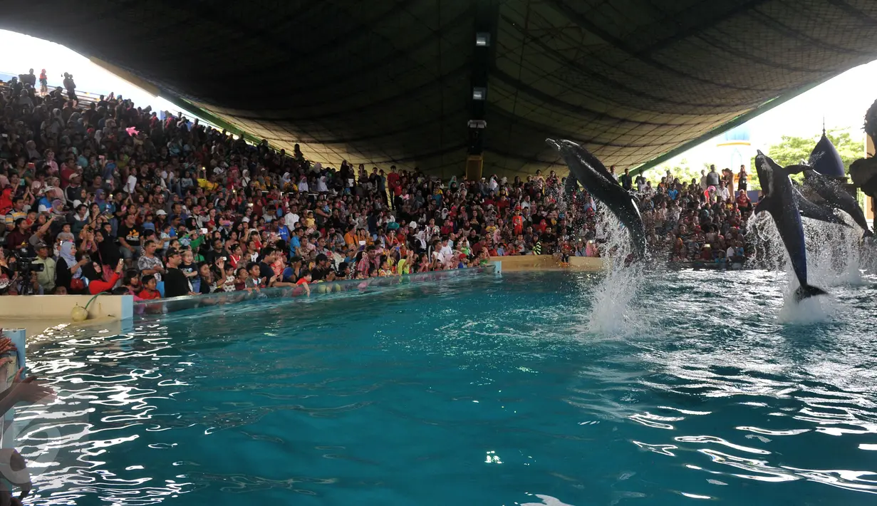 Pengunjung melihat atraksi lumba-lumba di kawasan wisata Ancol, Jakarta, Senin (8/2). Dalam rangka liburan Imlek, Ancol menampilkan pertunjukan lumba-lumba berkolaborasi dengan barongsai untuk menghibur wisatawan. (Liputan6.com/JohanTallo)