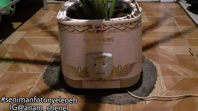 Kocak Abis, 6 Tanaman Ini Punya Pot Anti Mainstream yang Bikin Ngakak