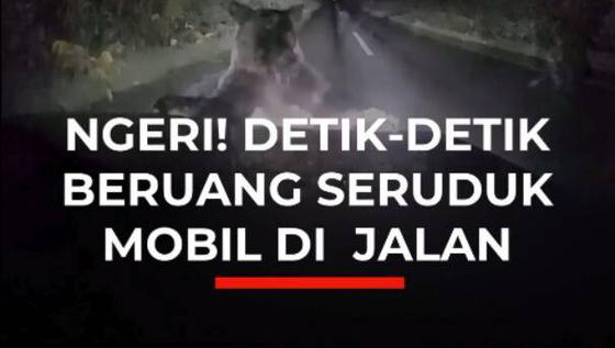 NGERI! DETIK-DETIK BERUANG SERUDUK MOBIL DI JALAN