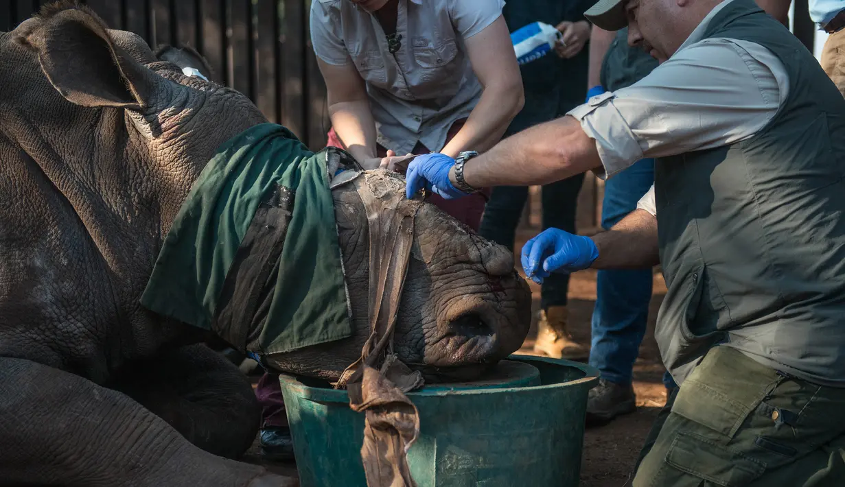 Seekor badak tanpa cula saat akan diberi pengobatan di Bela Bela, Johannesburg, Afrika Selatan (20/5). Badak tersebut korban para pemburu liar yang mengincar cula badak. (AFP Photo/Mujahid Safodien)