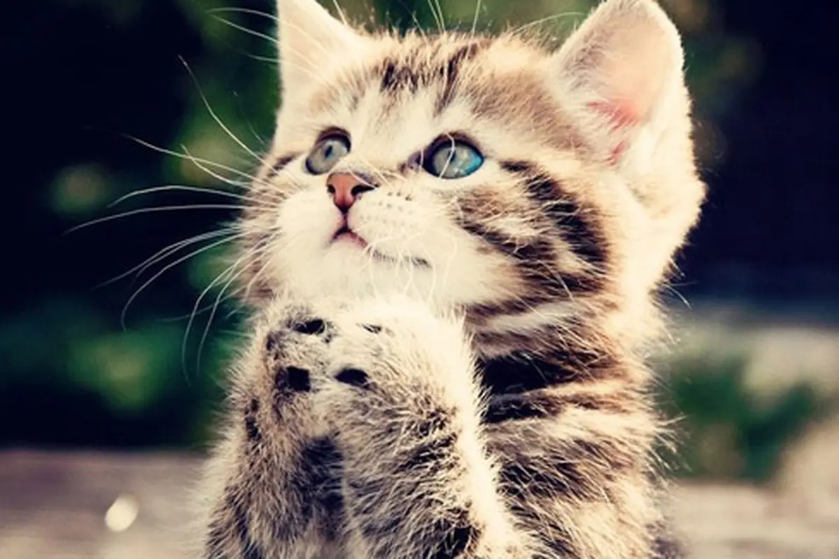 Foto: copyright it.forwallpaper.com