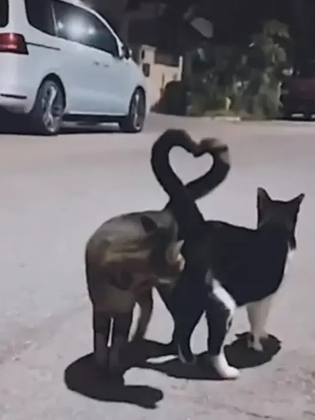 6 Potret 2 Kucing Beraksi Bentuk Love Ini Gemas, Momen Pengambilan Foto Tepat