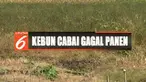 Buah cabai yang masih segar mendadak layu dan membusuk lantaran digerogoti ulat.
